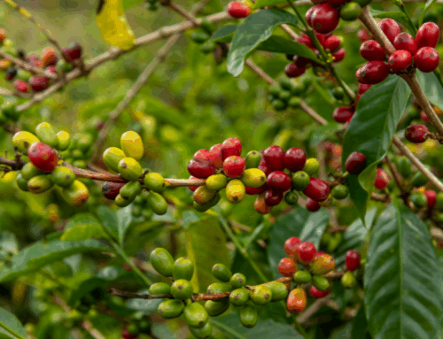 Panamá, líder mundial en café de especialidad con el récord de su café Geisha