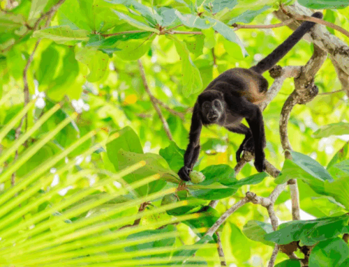The New York Times resalta la fauna y riqueza natural de Panamá