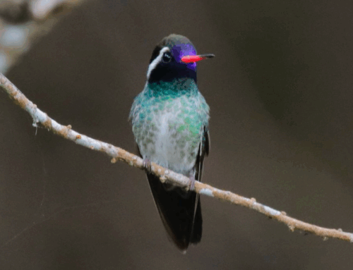 Panamá se une al mayor conteo de aves del mundo