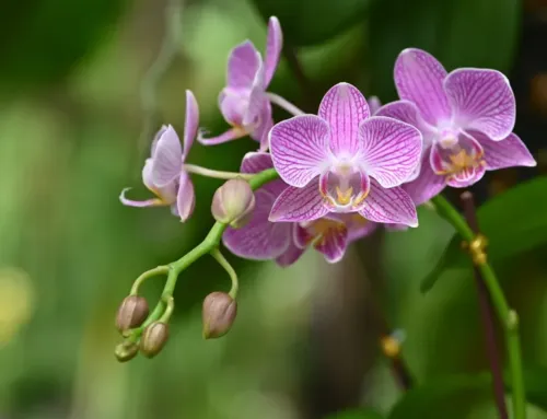 Orquídeas, el tesoro natural que Panamá convierte en oportunidad económica